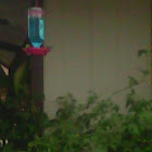 Hummingbirds