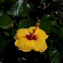Yellow Gumamela