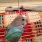 Budgerigar (domesticated)