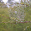 Spider web