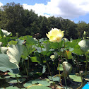American Lotus