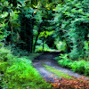 Walk in the forest