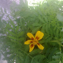 Tagetes