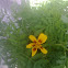 Tagetes