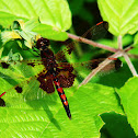 Calico Pennant Dragonfly