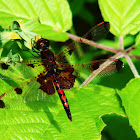 Calico Pennant Dragonfly