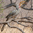 Yellow Billed Hornbill