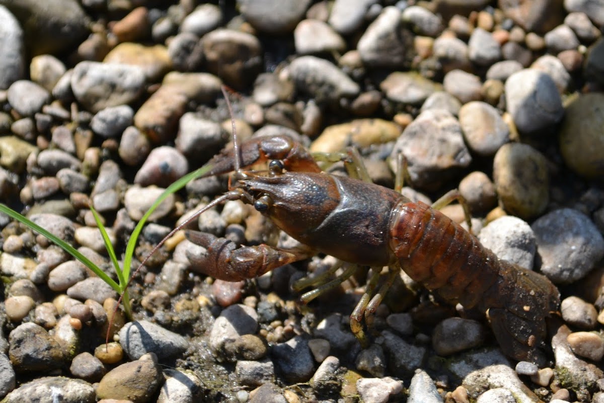 crayfish