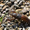 crayfish