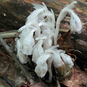Indian Pipe