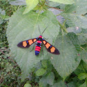 Handmaiden Moth