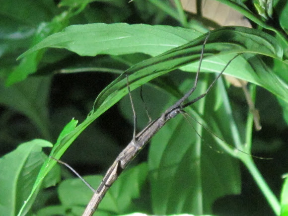Spotting Image 1