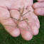 Northern Walkingstick