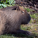 Coypu
