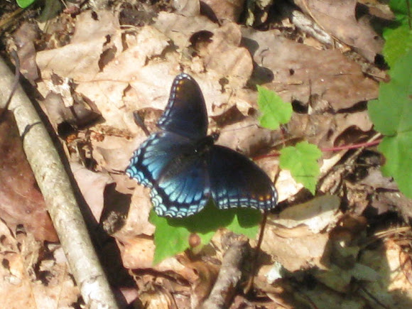 Spotting Image 1