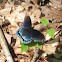 'Astyanax' Red-spotted Purple