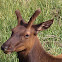Elk