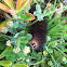 Salt Marsh Moth Catepillar