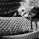 South American Rattlesnake
