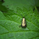 Green Longhorn