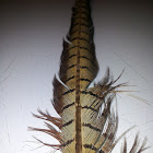 Ring Necked Pheasant