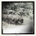 American bison