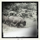 American bison