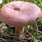 Red hot milk cap