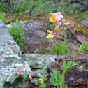 Little flowers of pink, orange, and yellow