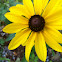 Black-eyed susan