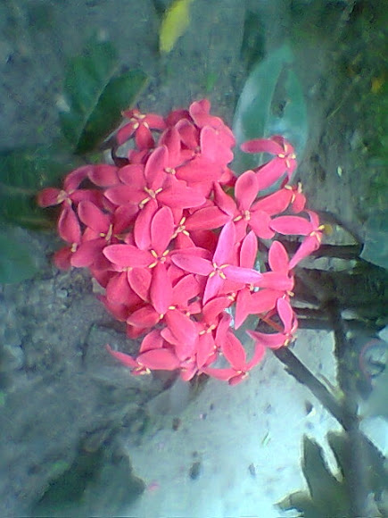 Spotting Image 1