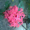 Pink Ixora