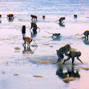 Long-tailed macaque / Monyet ekor panjang