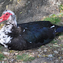 Muscovy Duck  
