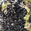 Mejillones pequeñitos