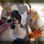 Ducks