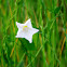 Field Bindweed