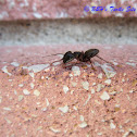 Ant