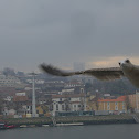Great Black-Backed gull(juv)