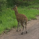 Klipspringer