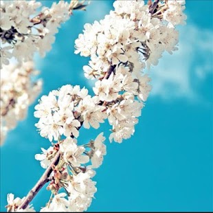 How to get Galaxy sakura live wallpaper 1.0 unlimited apk for bluestacks