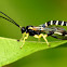 Case Moth Larvae Parasite Wasp