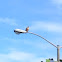 Red-tailed Hawk