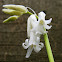 Wild hyacint (white)