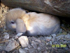 Conejos Lop Bebes