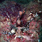 Lion fish
