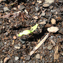 Pepper plants