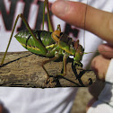 saddle-backed bush cricket; grillo de corral