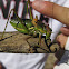 saddle-backed bush cricket; grillo de corral