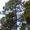 Longleaf Pine